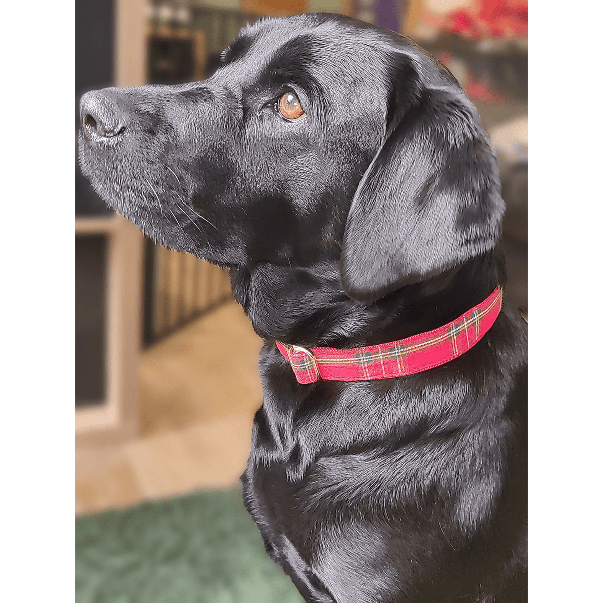 Ruby Red Dog Collar