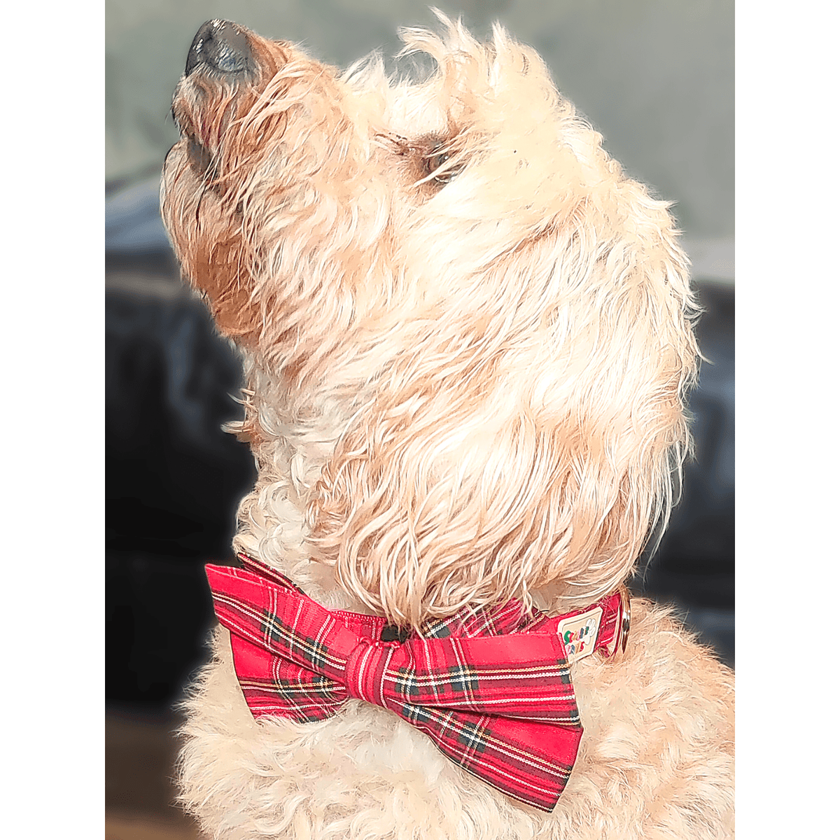 Ruby Red Dog Bow