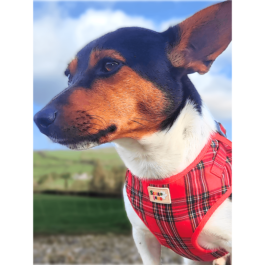 Ruby Red Adjustable Dog Harness