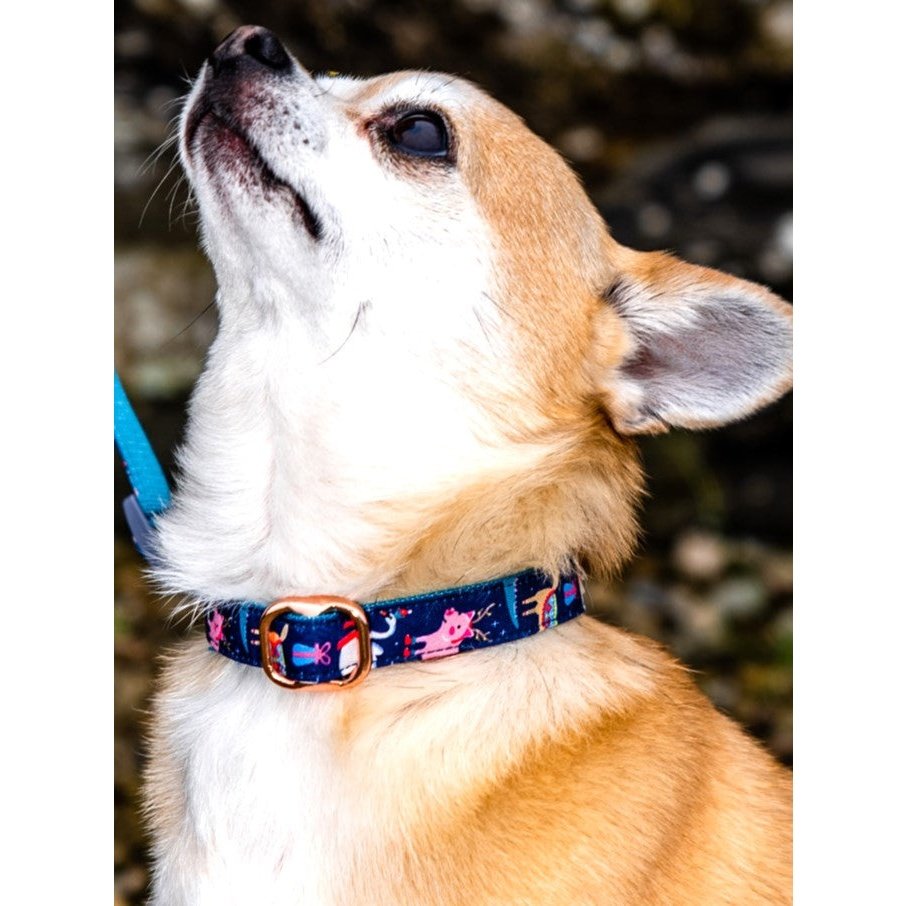 Birthday Bonza Dog Collar