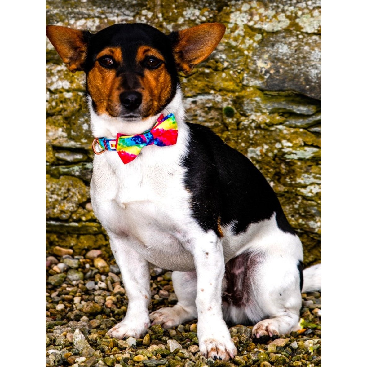 ColourTastic Dog Bow