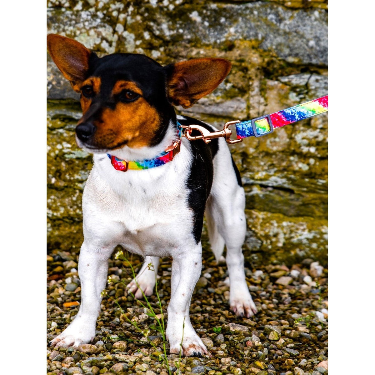 Colourtastic Dog Lead