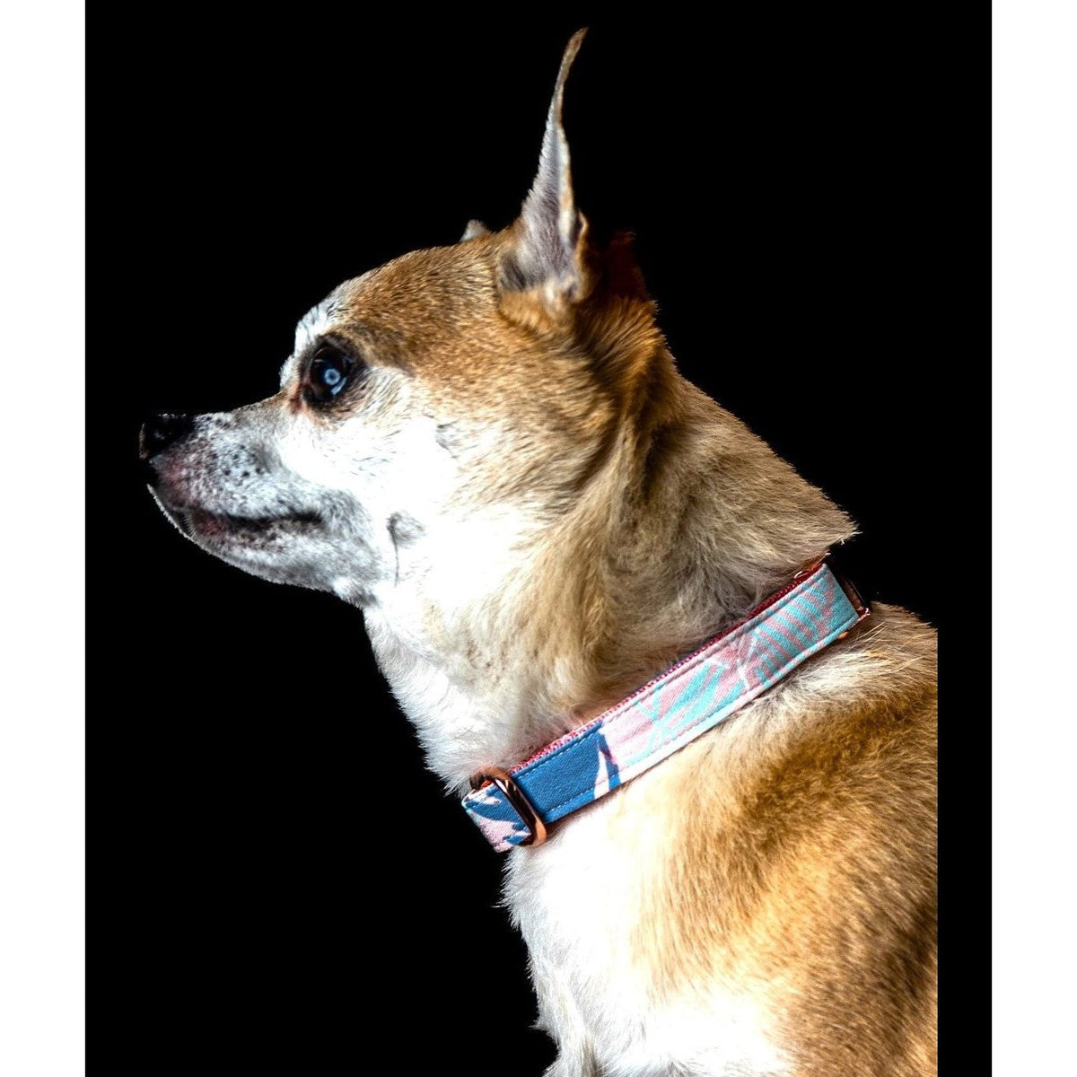 Dusty Feathers Dog Collar